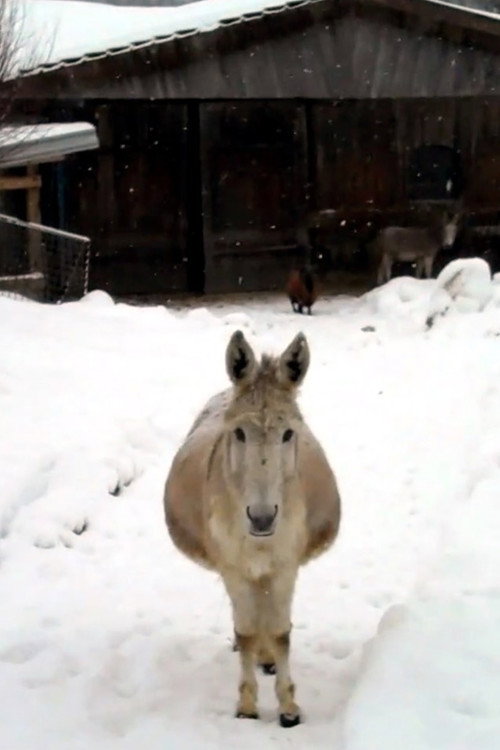 Movie poster for Esel mit Schnee (2011)