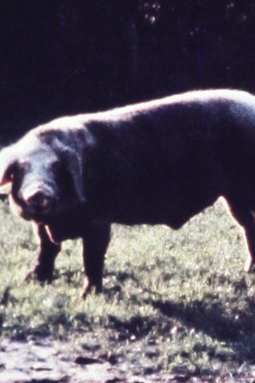 Movie poster for Schweineschnitzel (1971)