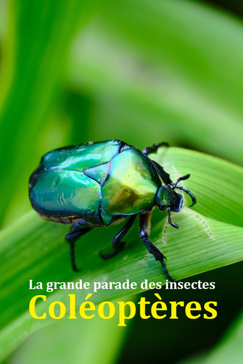 Movie poster for Fabulous Insects - Beetles (2024)