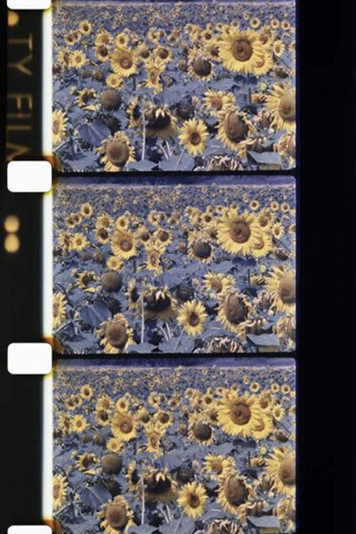 Movie poster for Les tournesols colorés (1983)