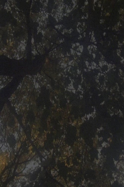 Movie poster for Not as Old as the Trees (2014)