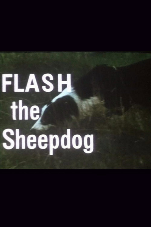 Movie poster for Flash the Sheepdog (1966)