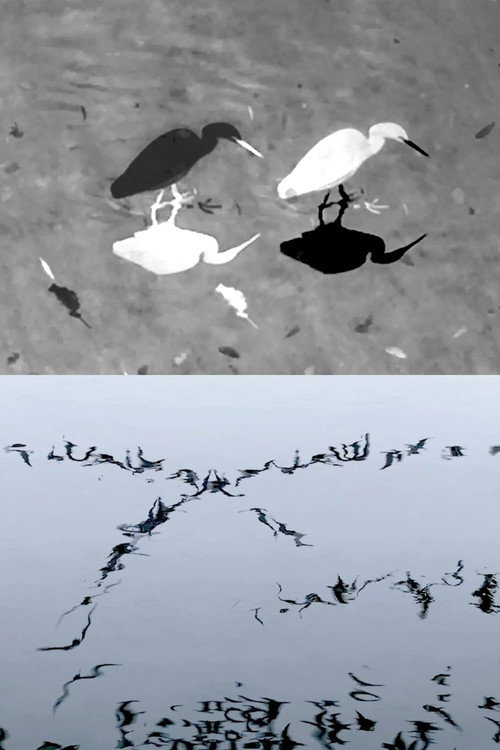 Movie poster for Animal Studies (Egret / Seagull Reflection / Midges / Spider / Swans in a Line) (2026)