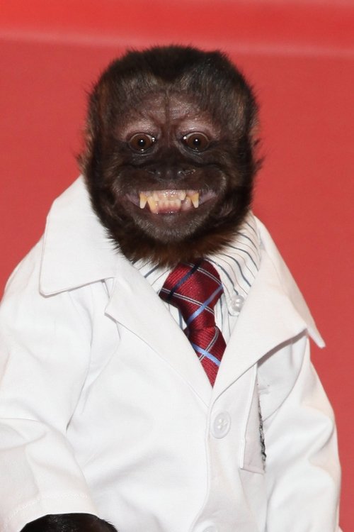 Photo of Crystal the Monkey, Acting