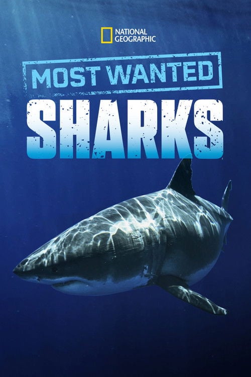 Movie poster for Most Wanted Sharks (2020)