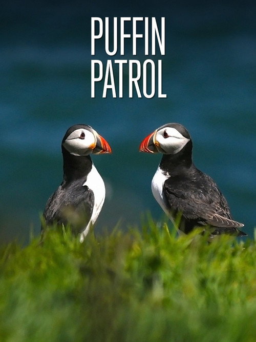Movie poster for Puffin Patrol (2015)