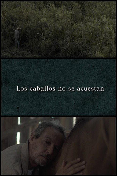 Movie poster for Horses Don’t Lie Down (2024)