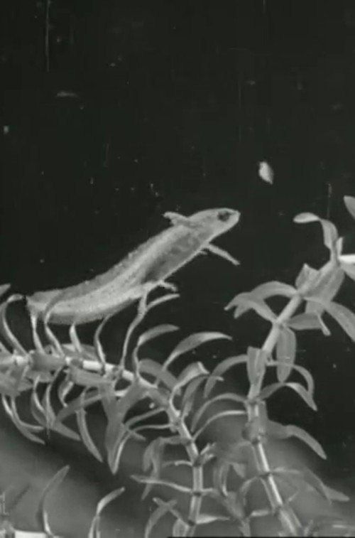 Movie poster for The Life Cycle of the Newt (1942)