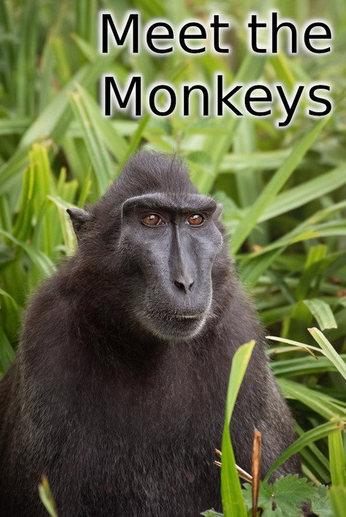 Movie poster for Meet the Monkeys (2013)