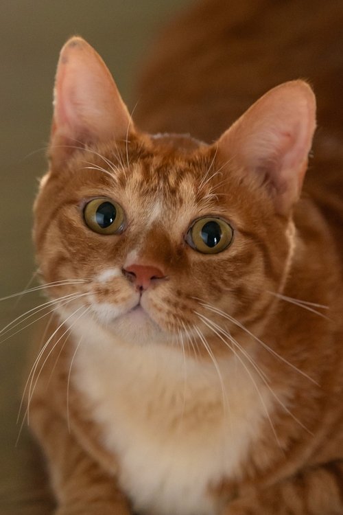 Photo of Geumdong-i, Acting