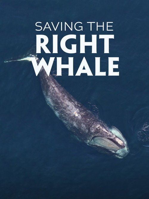 Movie poster for Saving the Right Whale (2023)