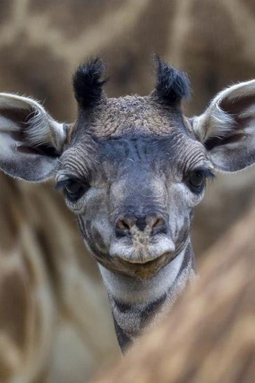 Movie poster for The Last Giraffe (2018)