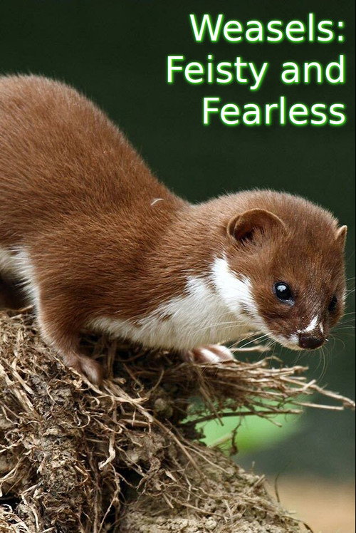 Movie poster for Weasels: Feisty and Fearless (2019)