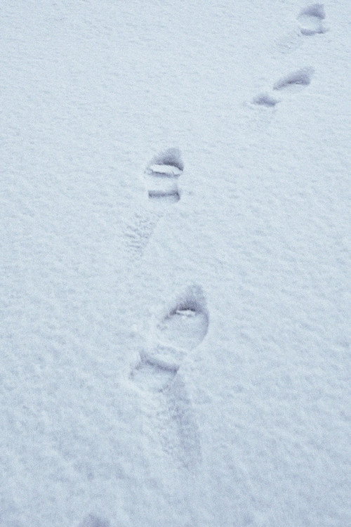 Movie poster for Terza passeggiata - Sulla neve (2019)