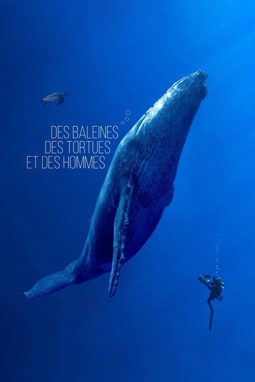 Movie poster for Des baleines, des tortues et des hommes (2024)