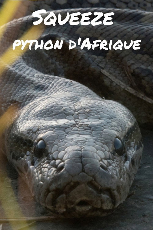 Movie poster for Squeeze: African Python (2017)