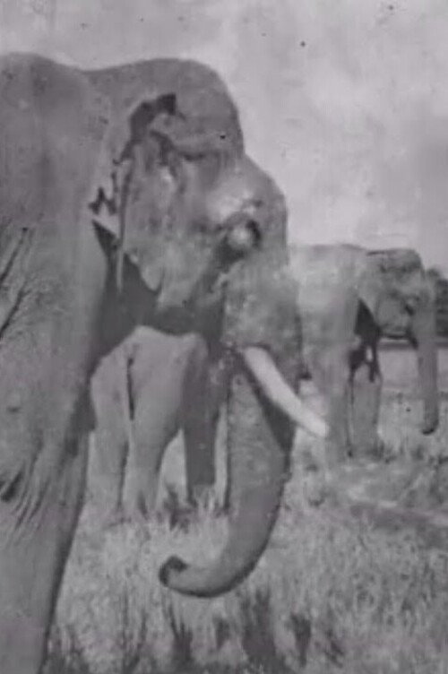 Movie poster for Land of the Elephants (1909)