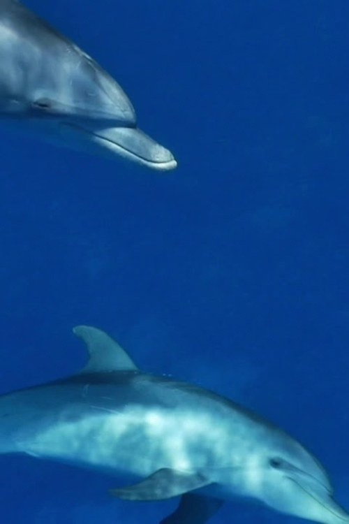 Movie poster for Meditate like a Dolphin (2025)
