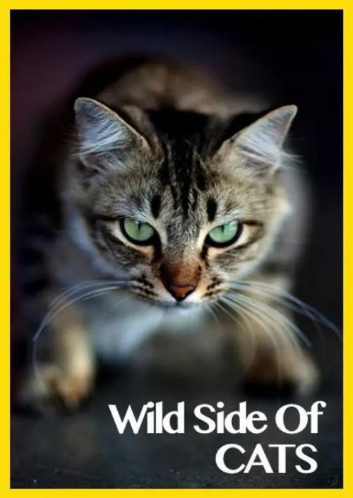 Movie poster for Wild Side of Cats (2013)