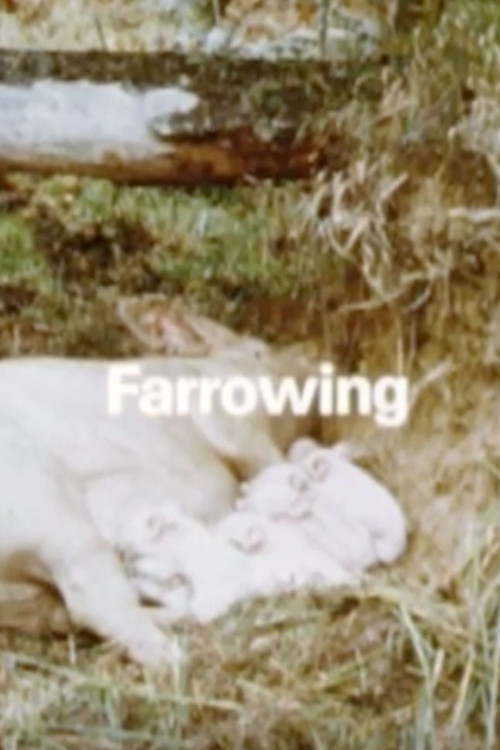 Movie poster for Behavior Of Domestic-Pigs In A Semi-Natural Pig-Park (1989)