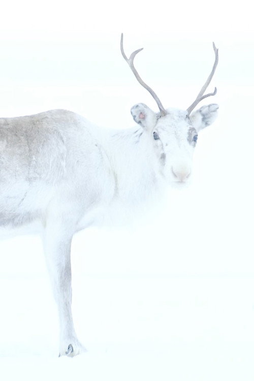 Movie poster for Spirit of the Reindeer (2019)