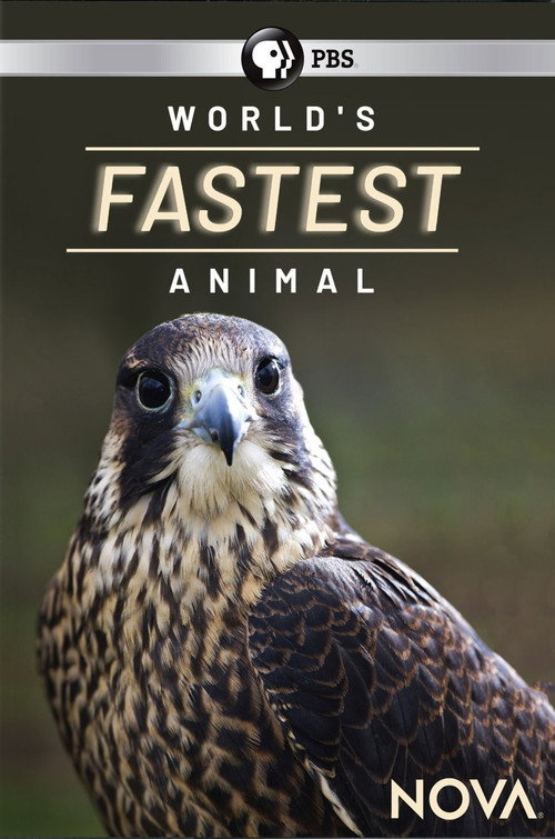 Movie poster for World's Fastest Animal (2018)