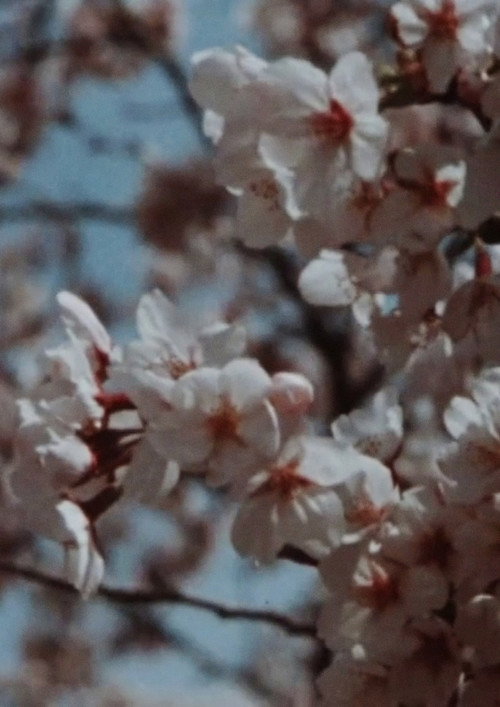Movie poster for Sakura, Sakura (2014)