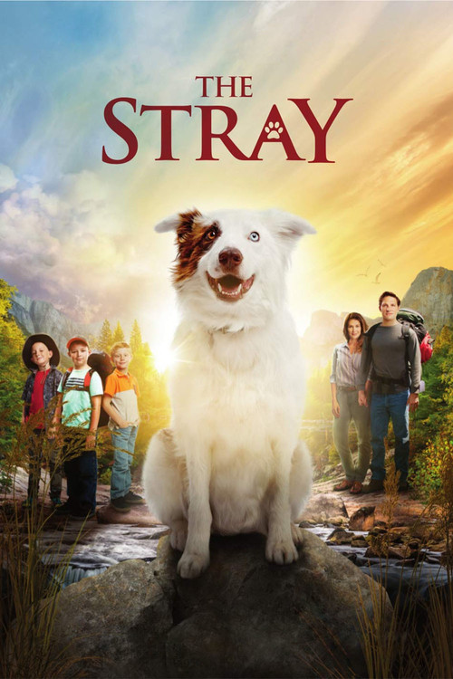 Movie poster for The Stray (2017)