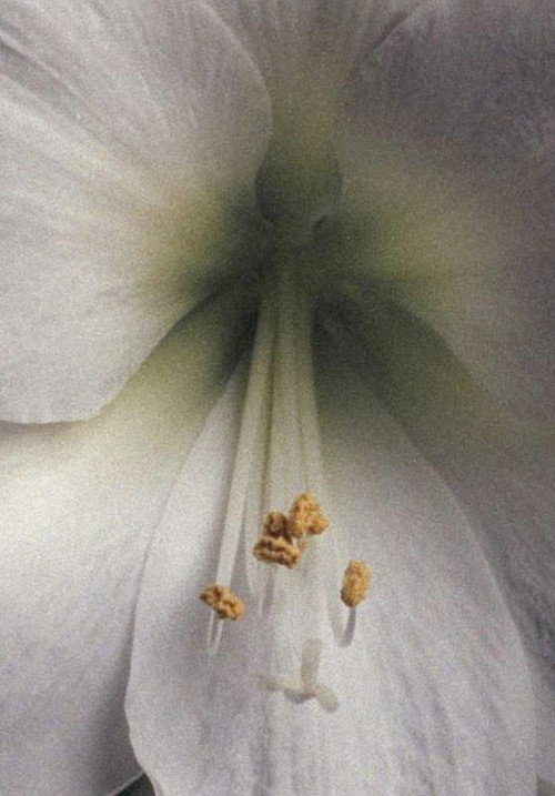 Movie poster for Amaryllis - A Study (2020)