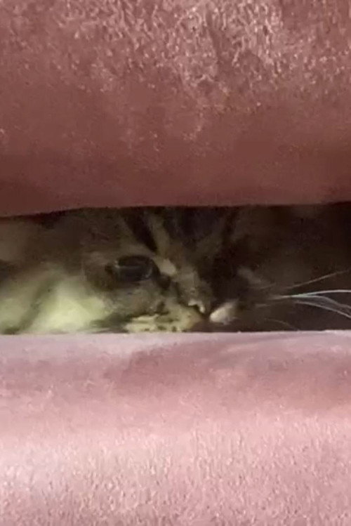Movie poster for A Cat's Ascend To Claustrophobic Tranquility (2022)