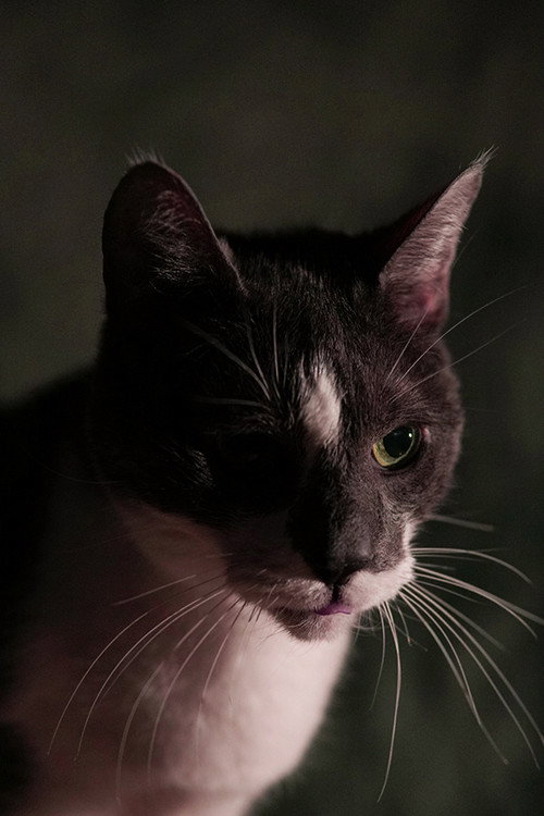 Photo of Kitty, Acting