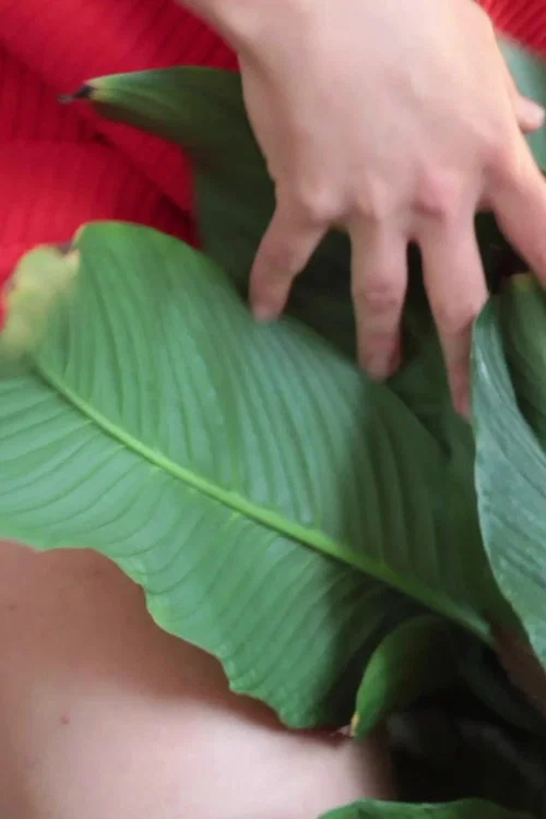 Movie poster for WET STREAMING III - fuck my ficus (2020)
