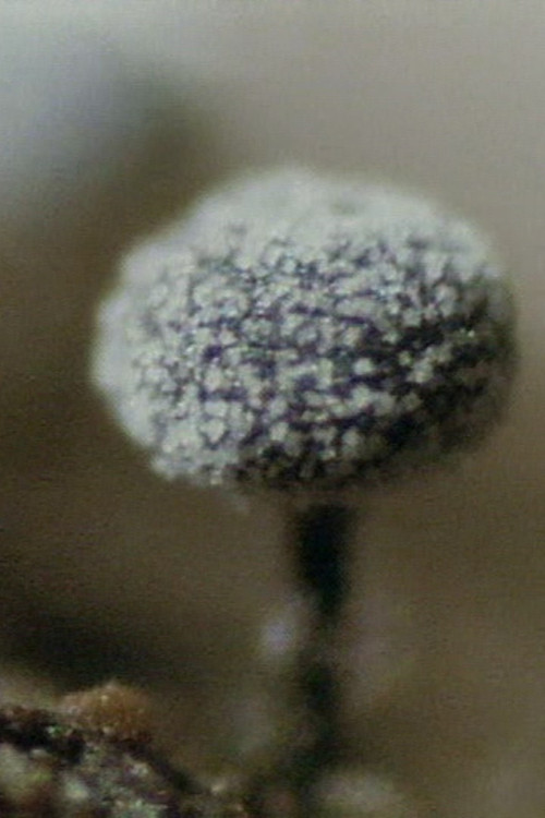 Movie poster for The Life History of True Slime Molds (1997)