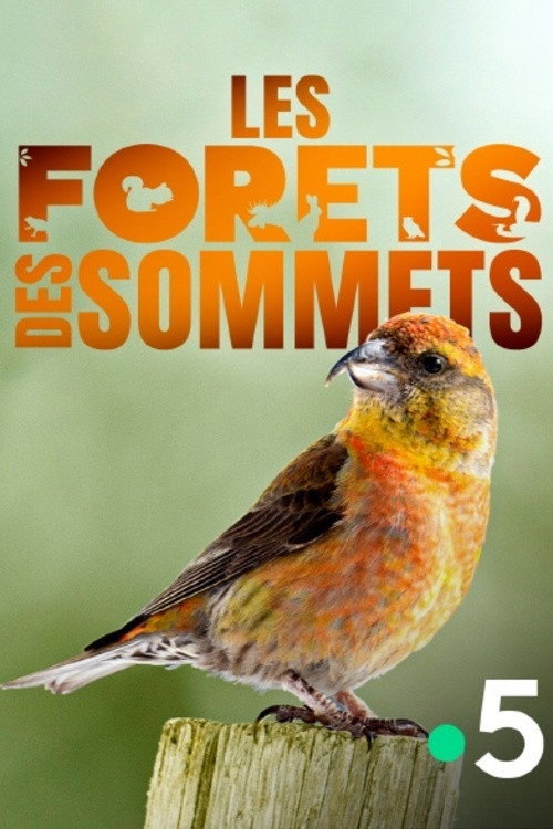 Movie poster for Les forêts des sommets (2017)
