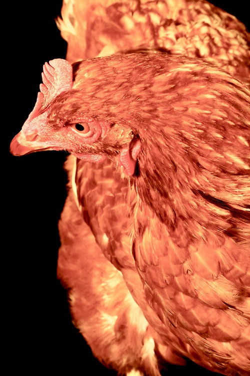 Photo of The Chicken, Acting