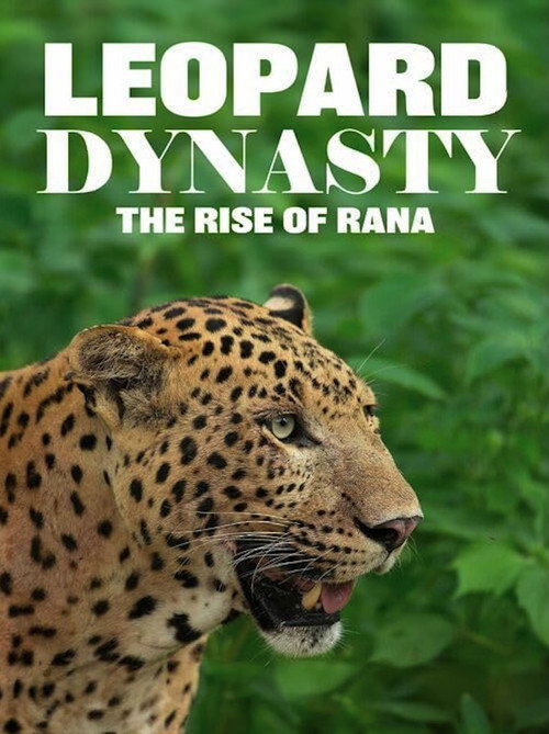Movie poster for Leopard Dynasty – The Rise of Rana (2025)