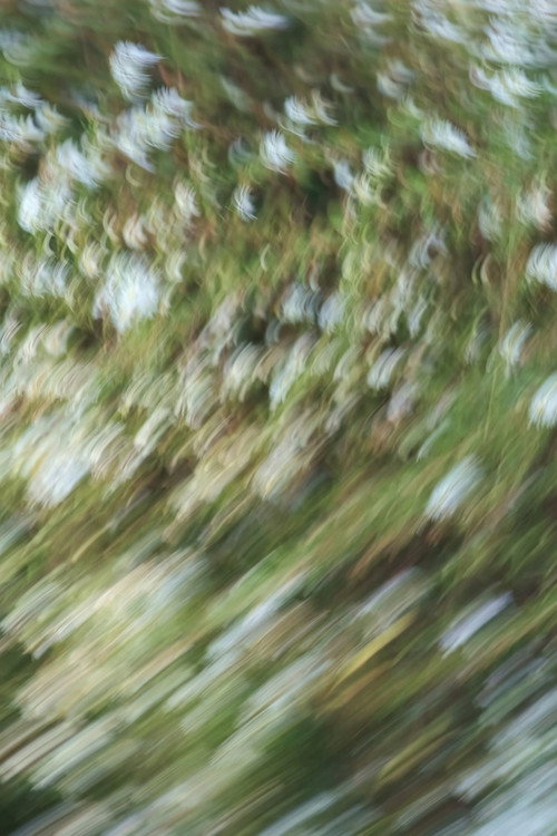 Movie poster for Weeds and Wildflowers (2023)