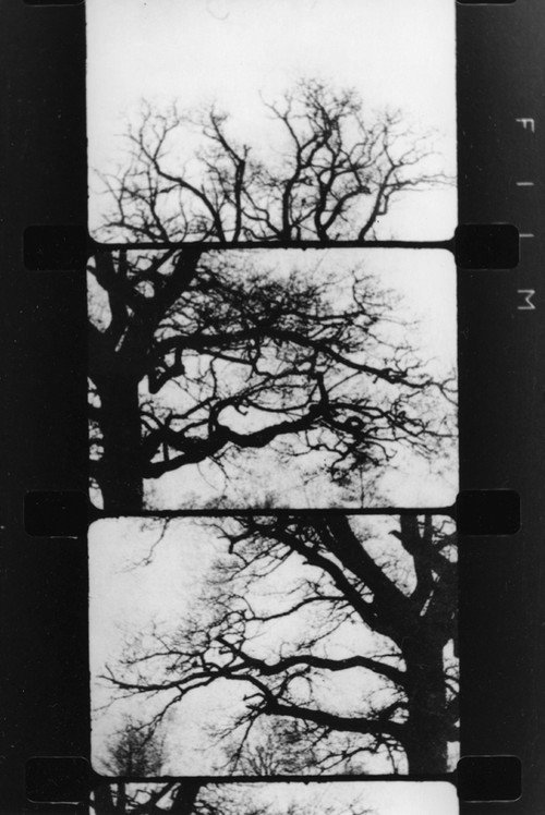 Movie poster for Finestra davanti ad un albero (1989)