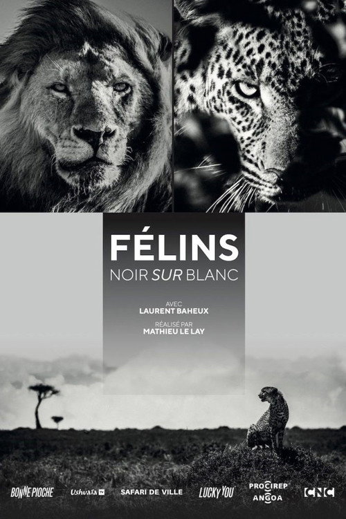 Movie poster for Félins, noir sur blanc (2021)