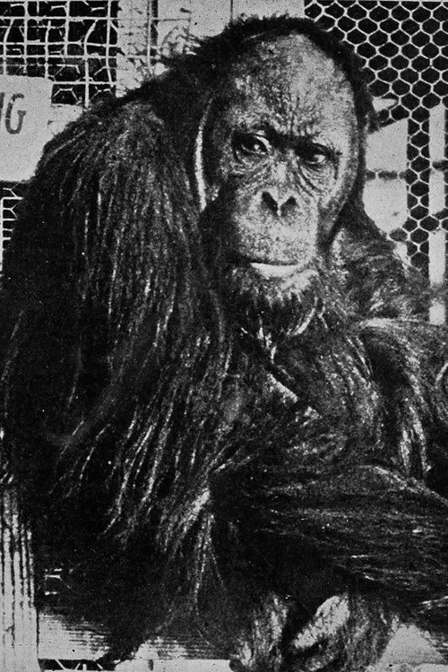 Photo of Joe Martin, Acting