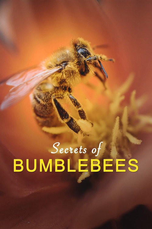 Movie poster for Hummeln - Bienen im Pelz (2013)