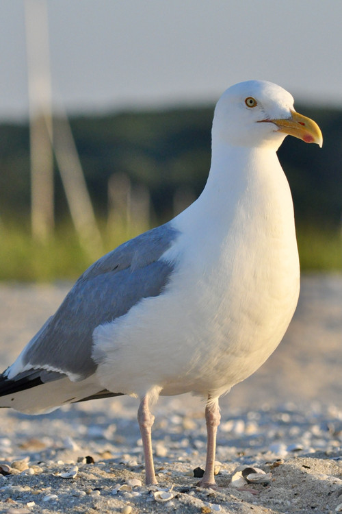 Photo of seagull, Acting