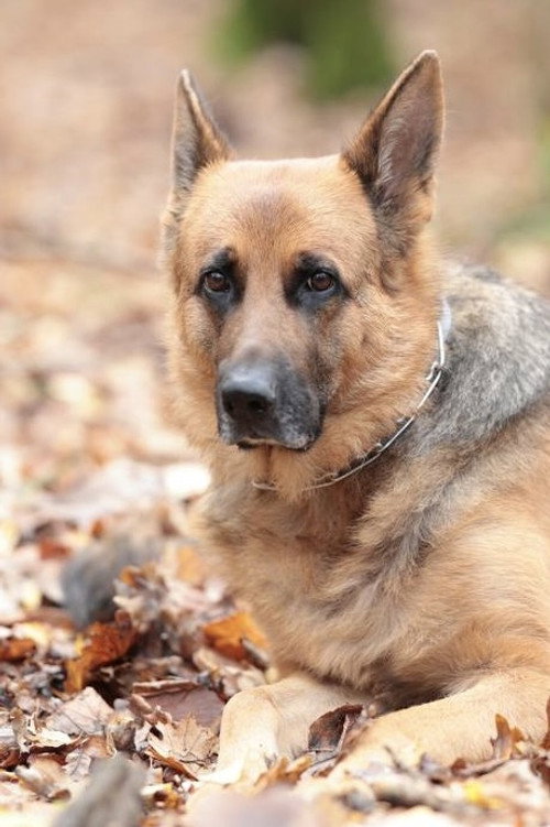 Photo of Indi, Acting