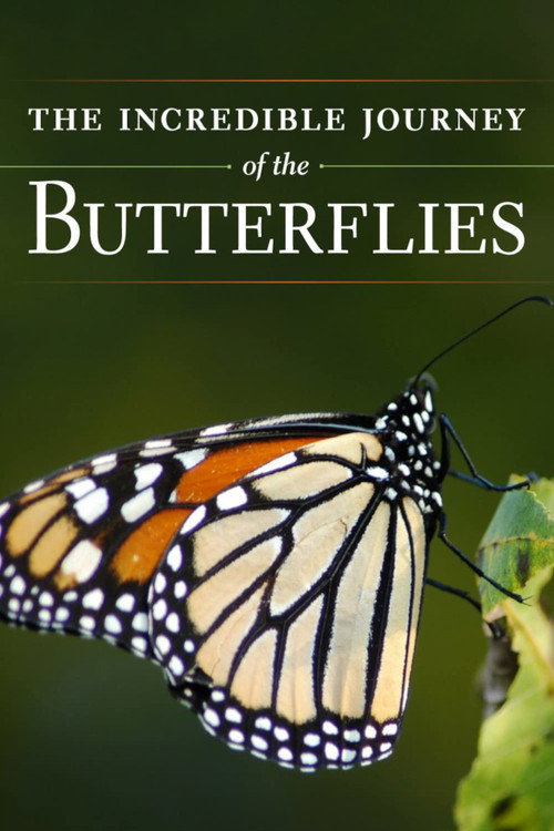 Movie poster for The Incredible Journey of the Butterflies (2009)