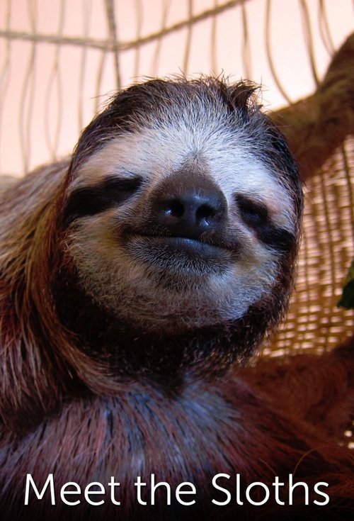 Series poster for Meet the Sloths (2013)