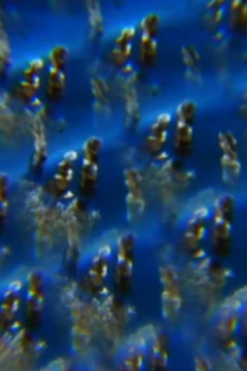 Movie poster for Jelly (2012)