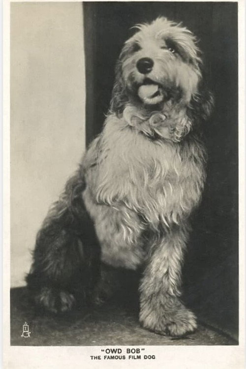 Movie poster for Owd Bob (1924)