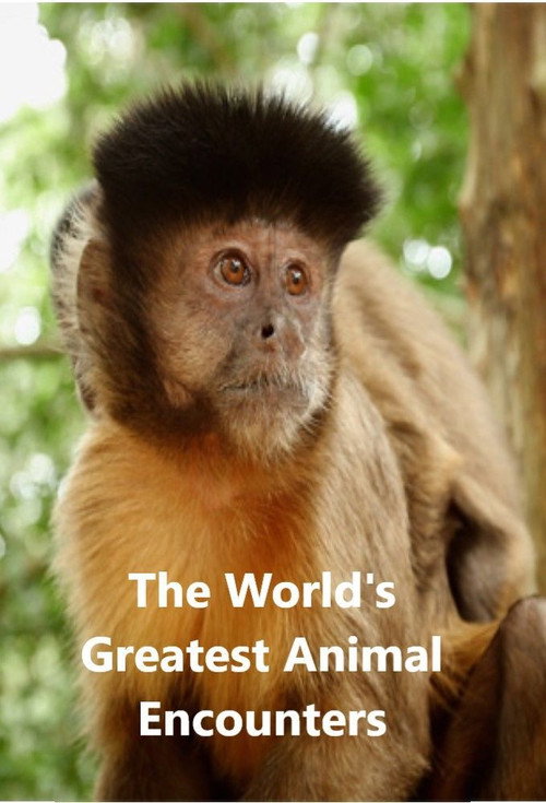 Series poster for World's Greatest Animal Encounters (2020)