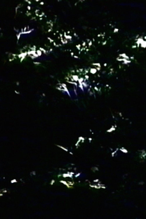 Movie poster for The Darkening (2000)