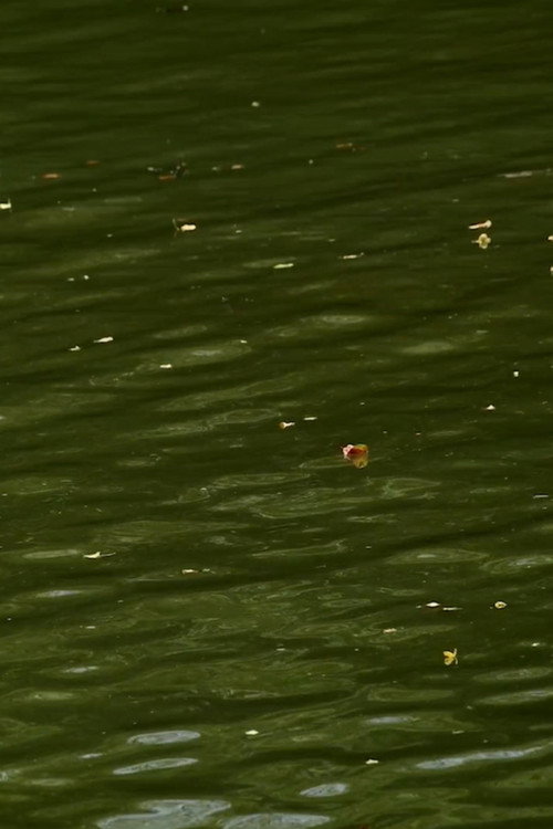 Movie poster for Haikus 2: Waters (2025)